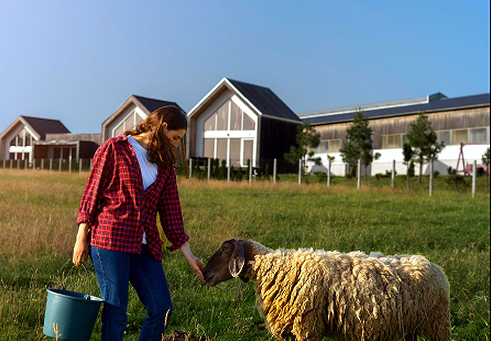 Rancher tending sheep in a pasture